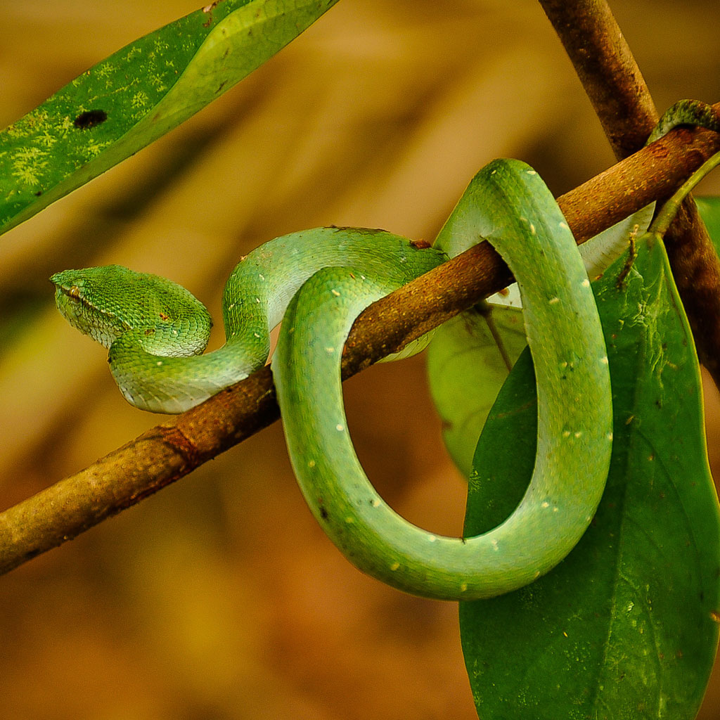Sarawak Snake