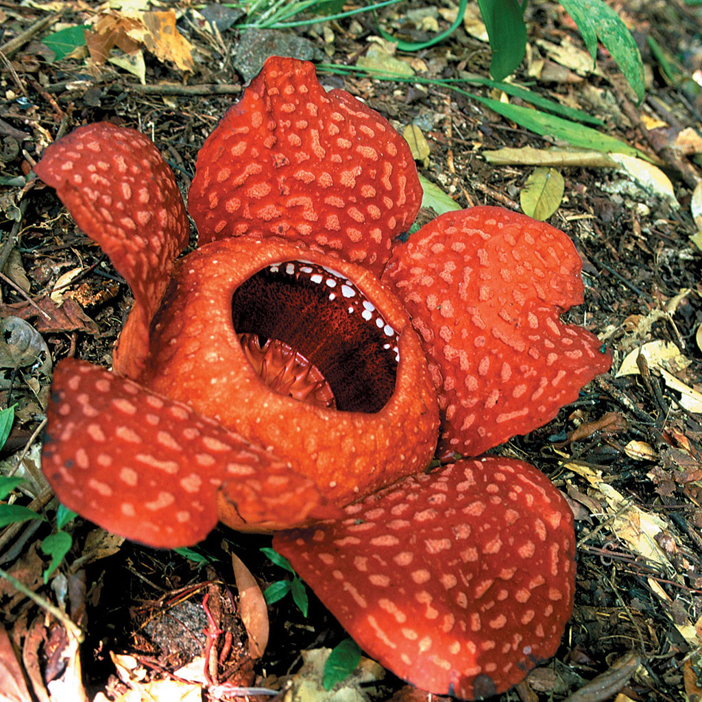 Sarawak-Rafflesia