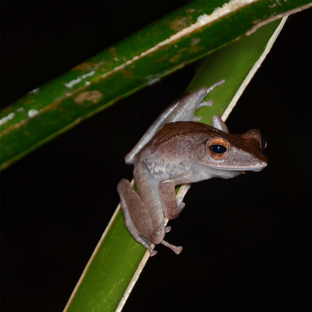 Sarawak-Tropical Forest Frog